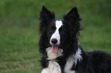BORDER COLLIE 1497